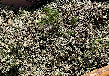Entsorgungung Gartenabfall
